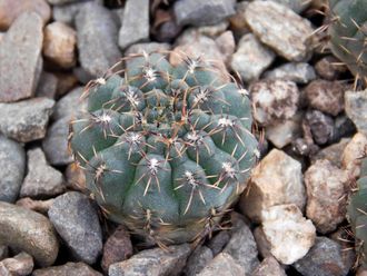 Gymnocalycium bruchii v. niveum VG 536