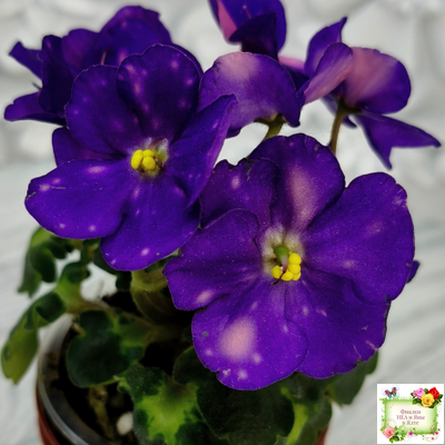 ВаТ-Горох на Десерт (Т. Валькова) 2020 г. (гёрл-листва)