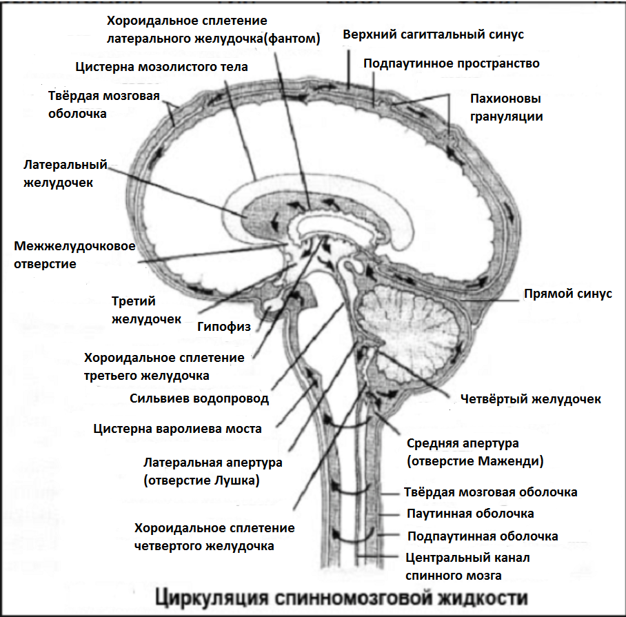 спинномозговая жидкость оттекает в подпаутинное пространство. всасывание цереброспинальной жидкости. спинномозговая жидкость оттекает в подпаутинное пространство. оболочки головного мозга и ликвор. спинномозговая жидкость оттекает в подпаутинное пространство.