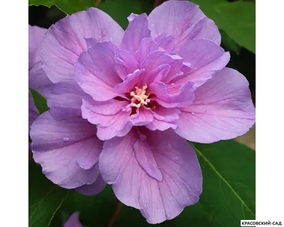 Гибискус Арденс - Ardens