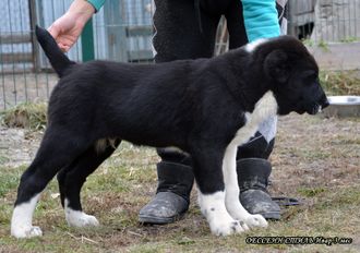 Кобель №4 ИВАР ПРОДАН