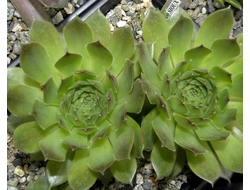 Sempervivum 'SIOUX’ - розетка