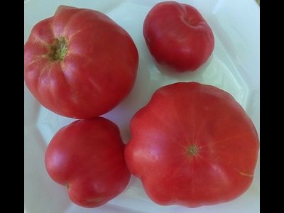 Томат Настоящий Бельмонте из Калабрии (Belmonte vero Calabro, Italy)