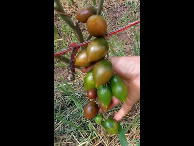 Томат Гранатовая капля