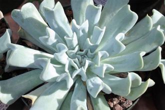 Echeveria Topsy Turvy