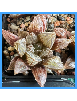 Haworthia 'Mirror Ball'