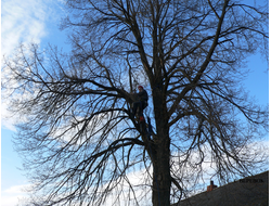 Кронирование деревьев и спил