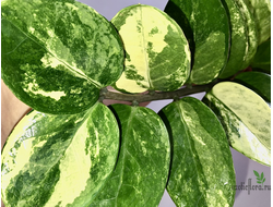 Замиокулькас вариегатный / Z. Short leaf variegated
