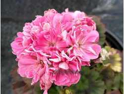 Пеларгония Ирида Мальчик Паж