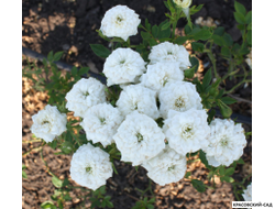 Роза миниатюрная Вайт - Rosa miniature White