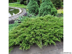 Можжевельник Рокери Джем - Rockery Gem