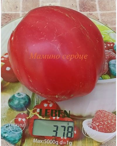 Томат Мамино сердце (Mom’s Heart) Румыния