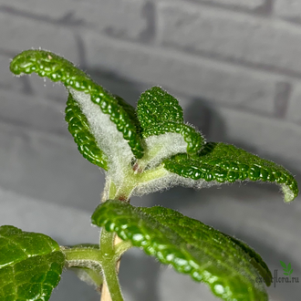 синнингия "Bullata"