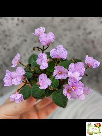 Frosted Fantasy (C.Sotkiewicz) трейлер