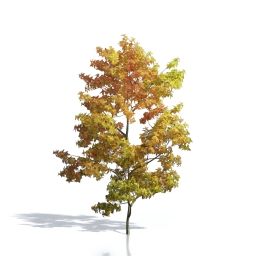 Billboards Дерево осеннее_20