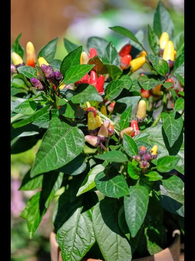 Перец острый BRW Claster, 10 шт