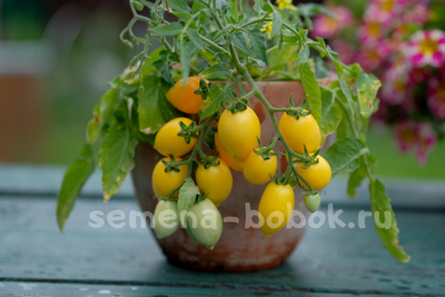 Микро томат  Funnyplums Yellow (Фанниплюмс Желтый), 7 шт