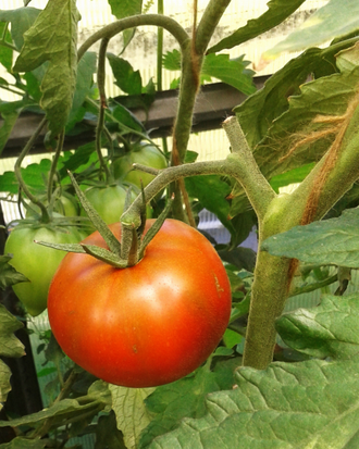 Семена томата Акми