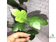Ficus montana / фикус Монтана горный