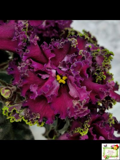 ПТ-Мерло Люкс (Т. Пугачева)