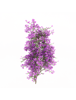 вьющиеся Бугенвиллия 1