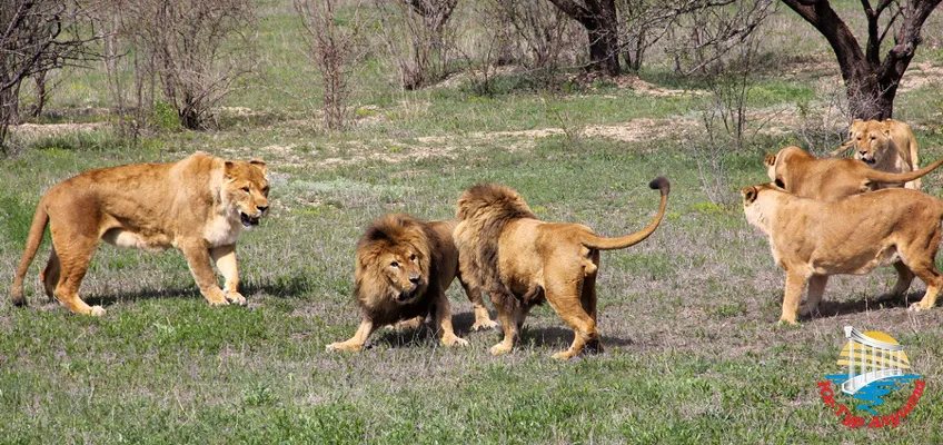 Сафари-парк "Тайган"