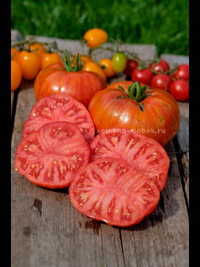 Томат Dwarf Firebird Sweet (Гном Жар-птица сладкая), 10 шт