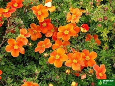 Лапчатка кустарниковая &quot;Hopleys Orange&quot; (Хоплей Оранж)
