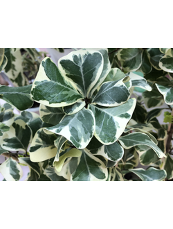 Ficus triangularis ‘White Margin’ / фикус треугольный белый
