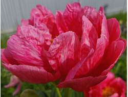 Пион Coral Magic (Корал Меджик)