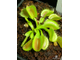 Dionaea muscipula Triton