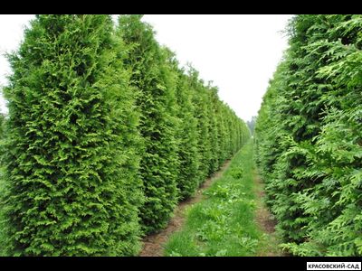 Туя Брабант - Brabant