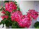 Rosemary - пеларгония  звездчатая (стеллар) - описание сорта, фото - купить черенок в Перми и почтой