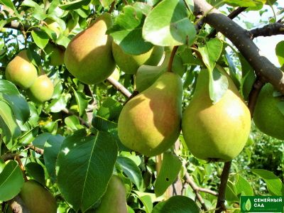 Груша &quot;Северянка&quot;