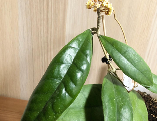 Хойя SP 8845 tomataensis