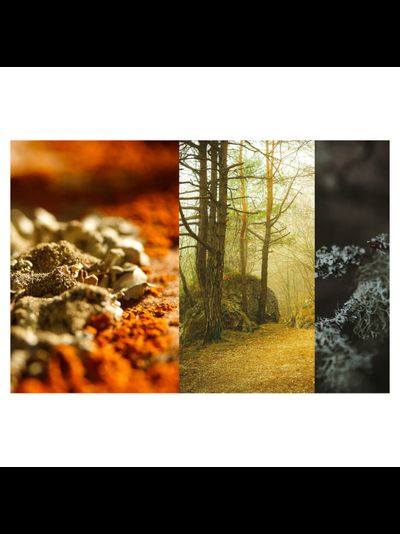 MONSIEUR PIERRE GUILLAUME