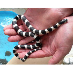 Калифорнийская поперечнополосатая  змея