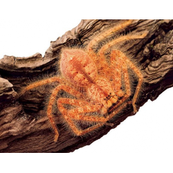Heteropoda davidbowie
