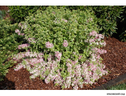 Вейгела Вариегата - Variegata