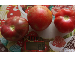 Томат Чероки тигр пурпурный полосатый, Cherokee Tiger Purple Striped)