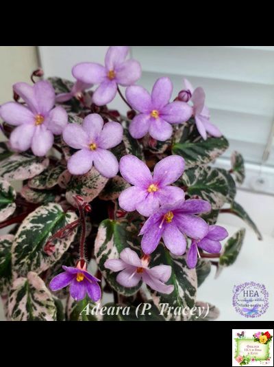 Adeara (P. Tracey) (3975) 06/02/1980 трейлер