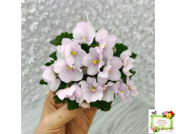 Morgan's Ivy League (C.Eros) (детка)