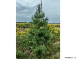 Сосна Гималайская - Pinus Wallichiana