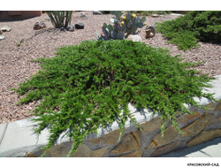 Можжевельник казацкий Тамарисцифолиа - Tamariscifolia