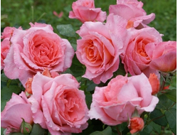 Институт люмьер (Institut lumiere), шраб.