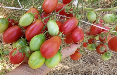 Томат Чио-чио-сан