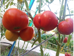 Томат Mega Marv (Мега Марв), США