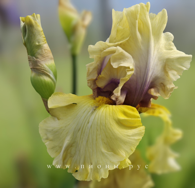 Ирис Secret Rites