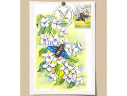 КМ - Фауна России. Пчела-плотник