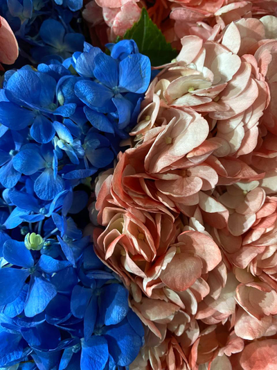 Гортензия 9 шт